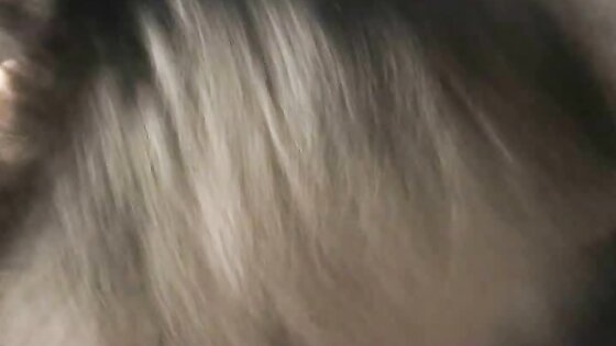 Dog Missionary Tryouts