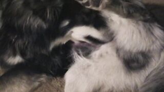 Caledonian - Dakotas Lesson