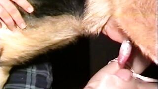 Laila Really Loves Dogs