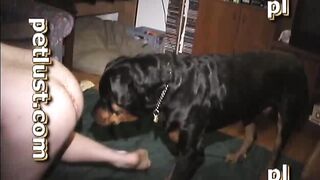 Hard On Tyson Dog Fuck Gays