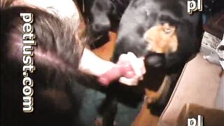 Hard On Tyson Dog Fuck Gays