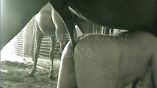 Horse Deep Fucks Gay