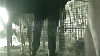 Horse Deep Fucks Gay