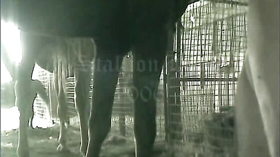 Horse Deep Fucks Gay